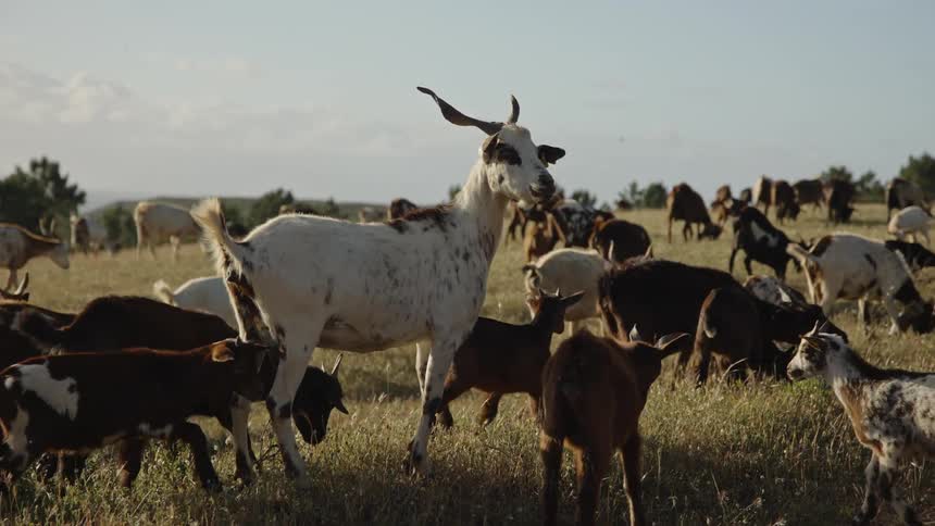 A herd of goats grazes in a sunlit field with a large horned goat amid smaller goats