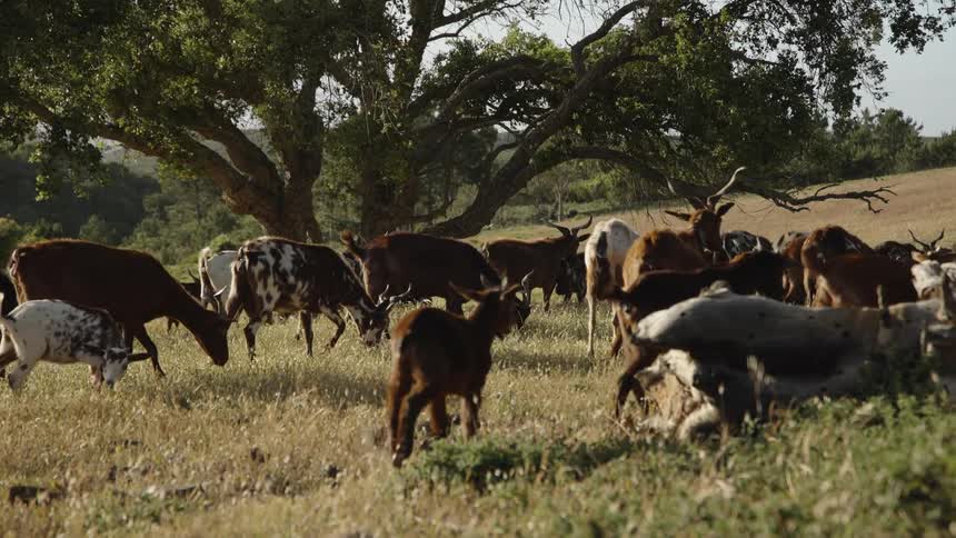 A herd of goats in a field