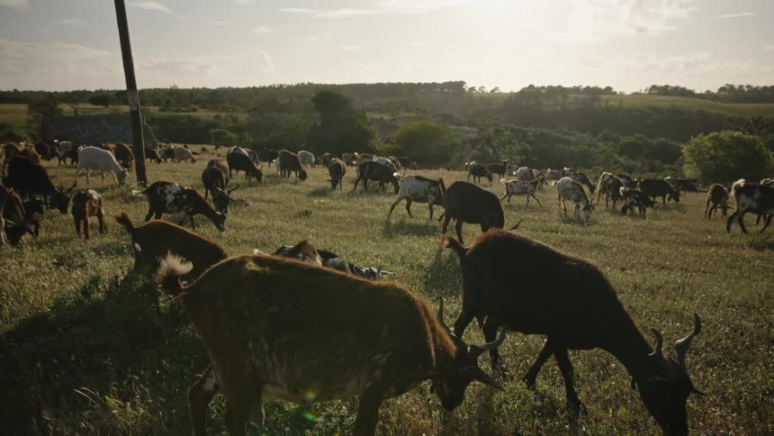 Herd of goats grazes in an open field under the soft light of late afternoon