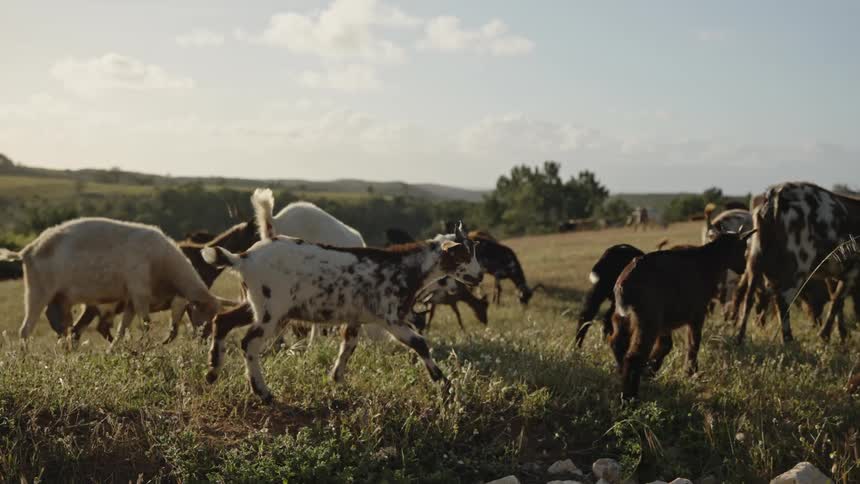 A herd of goats on the move