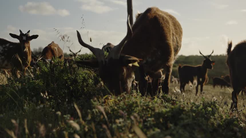 A herd of goats grazing