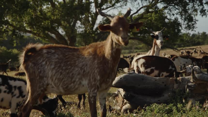 Goats grazing in a field under the soft afternoon light