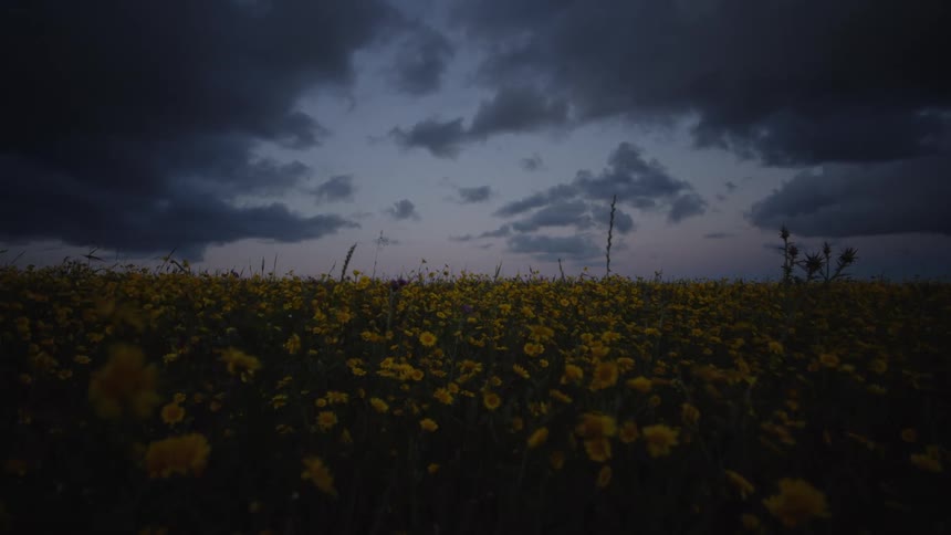 A field of dark green weeds and yellow wildflowers sways slightly under a heavy overcast twilight sky with dark blue and grey clouds