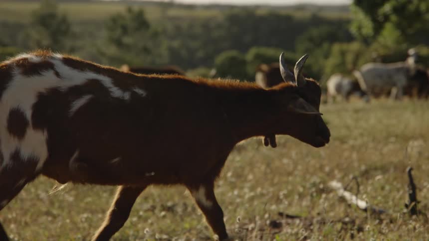 A herd of goats in a field