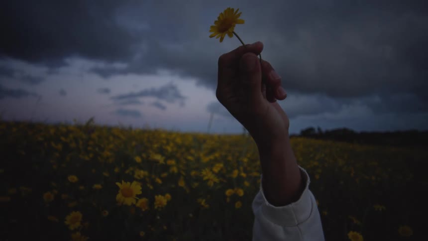 Hand holding up a yellow flower in a blooming field at dusk