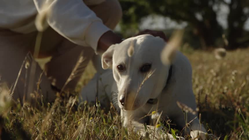 A close sunlit view shows a person with a silver wristband petting a white labrador dog that is lying down causing the dog to stand up in a field of tall grass