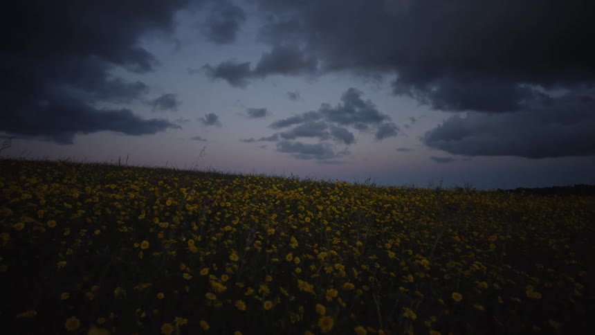 A dark wide view shows a field of yellow wildflowers under a dramatic heavily overcast sky at dusk or twilight with dark blue and gray clouds stretching across the frame