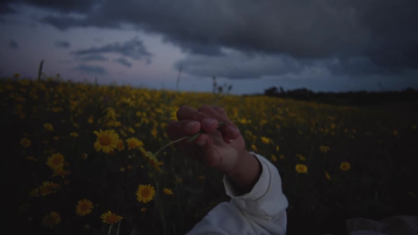 A persons arm holds a flower upward the person lies back into a field of yellow flowers the hand lowers the flower to the persons face the sky is covered with dark clouds and the setting is a wildflowers field