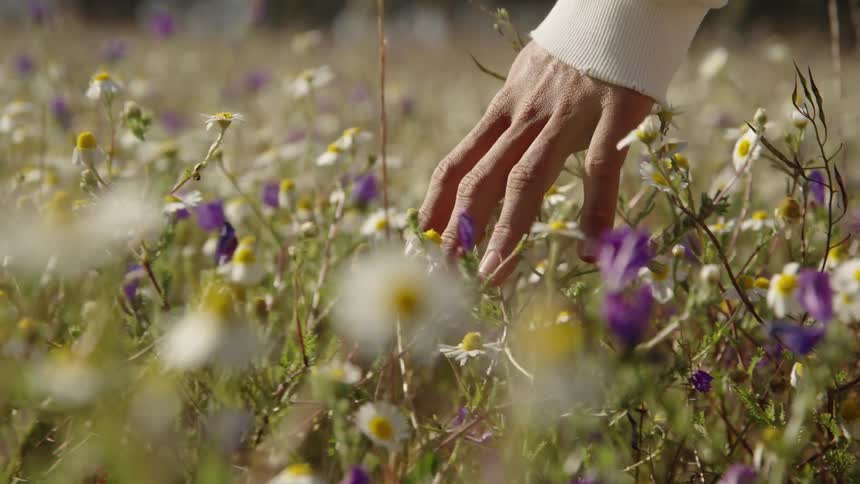 A close view shows a persons hand with a white sweatshirt sleeve gently running through a field of small white and purple wildflowers and tall grasses on a sunny day