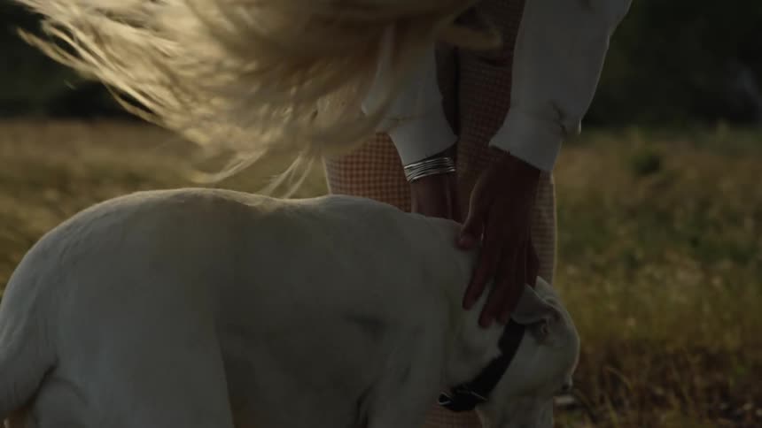 A low view shows a white labrador dog walking away from the camera in a field of tall grass then turning back to be patted by a person wearing a white shirt and checkered pants in the golden hour sunlight