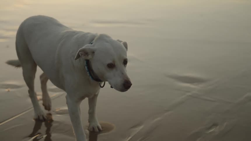 A low view shows a white labrador dog wearing a dark collar walking slowly through the wet sand on a beach at dusk with its reflection visible in the shallow water