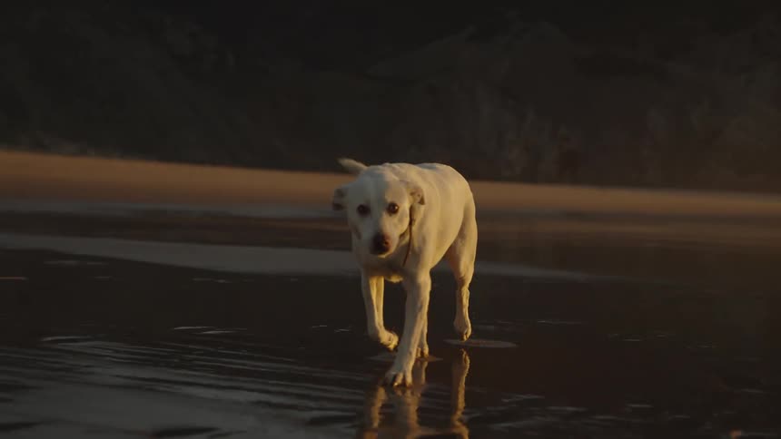 A wide view shows a white labrador dog standing in shallow reflective water on a dark beach then the dog walks toward the camera and is greeted by a blonde woman bending over in the bright sunset light near a large dark mountain
