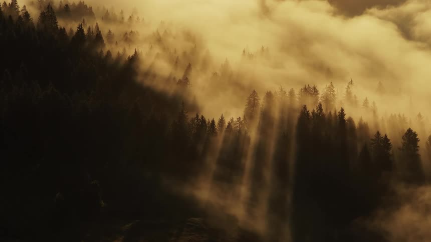 A sunlit fog pours over a dark conifer forest as long golden rays slant through the trees