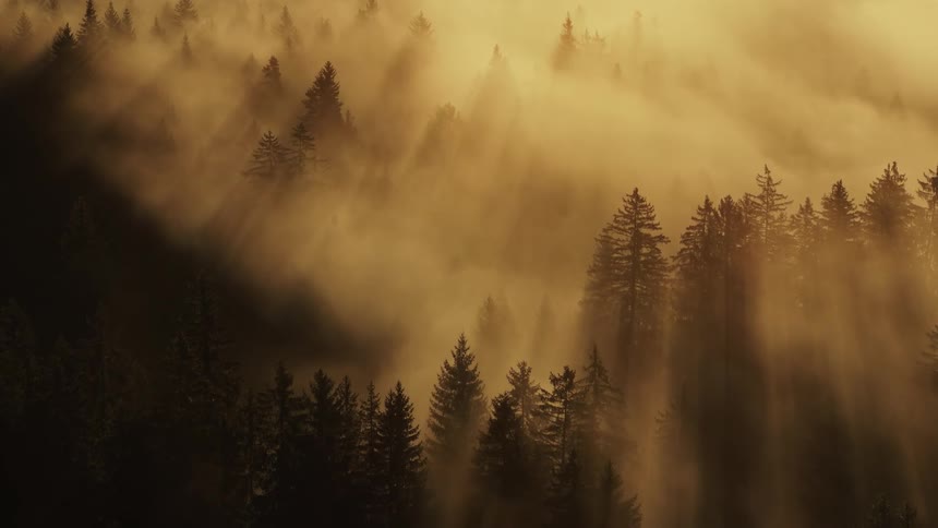 Aerial view of golden sunlight cutting through fog in a dark pine forest