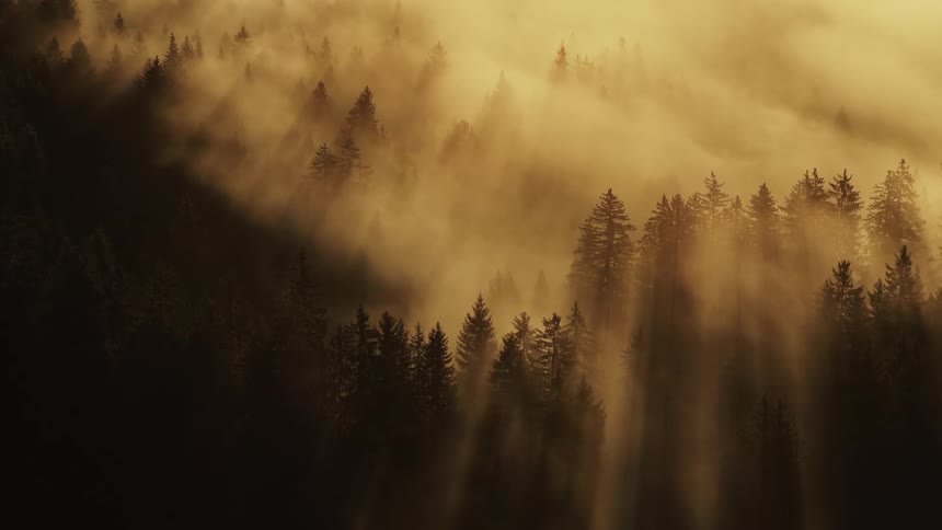 A misty evergreen forest bathed in golden sunbeams streaming through fog