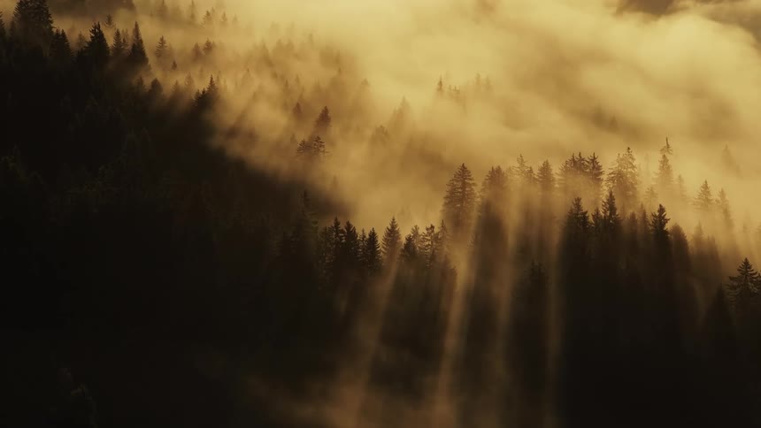 A dramatic aerial view shows dark green coniferous treetops rising through thick golden yellow fog with strong crepuscular rays of morning sunlight streaming down through the mist