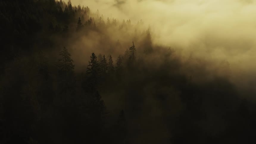 A dense forest filled with trees engulfed in thick fog