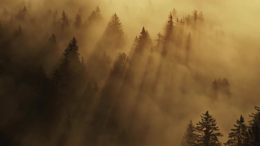Golden fog and sunlight filtering through a dense forest