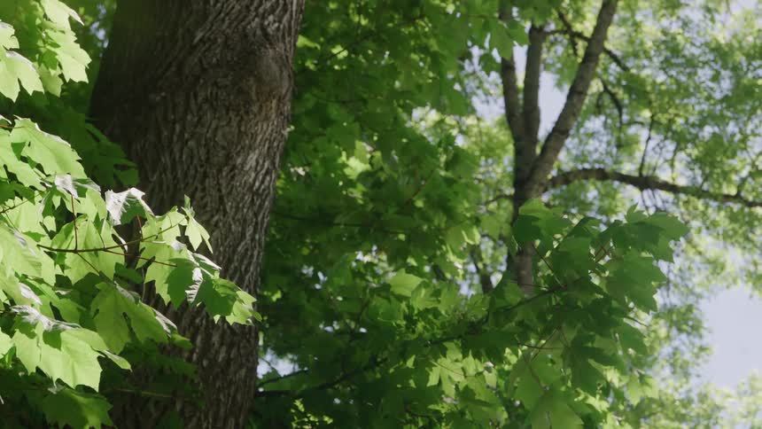 The textured bark of a tree surrounded by vibrant green leaves
