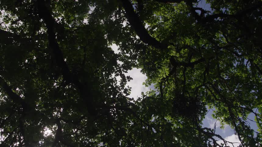 A forest with tall trees whose leaves cover the sunny sky