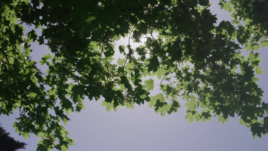 Sunlight filters through the leaves