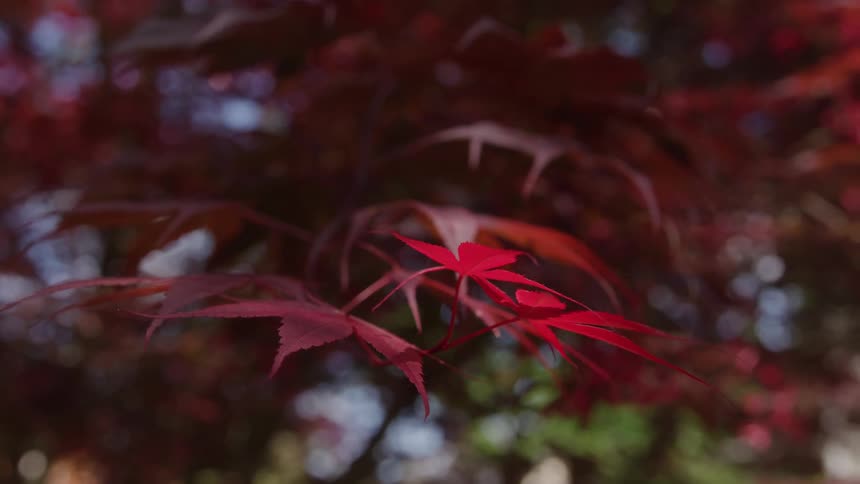 Red japanese maple leaves catch the light with a blurred garden behind