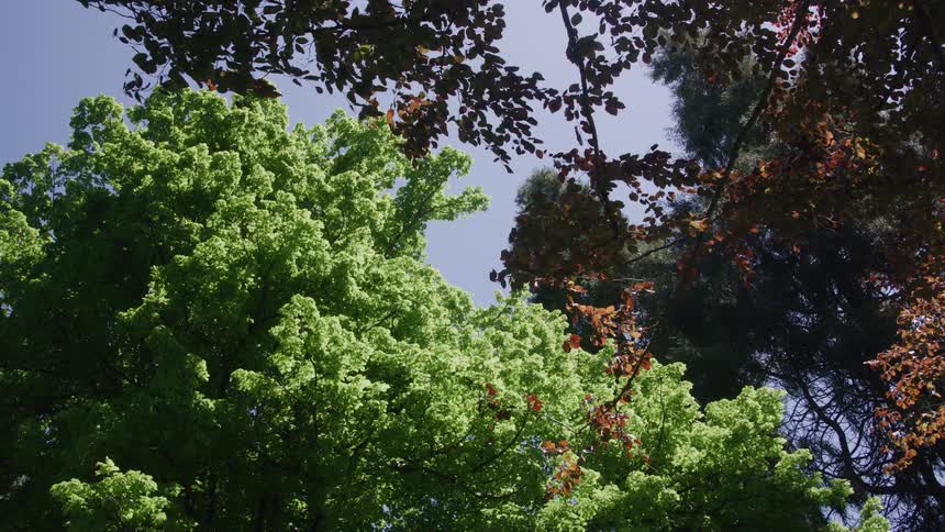A forest filled with trees their green and red leaves blooming brightly under the sunny sky