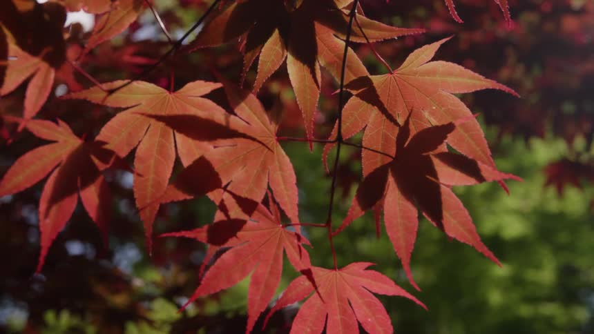 Redorange japanese maple leaves hang backlit against a soft green background
