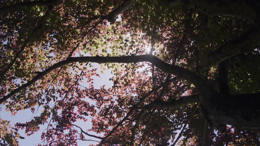 Light streams through the branches of a tree