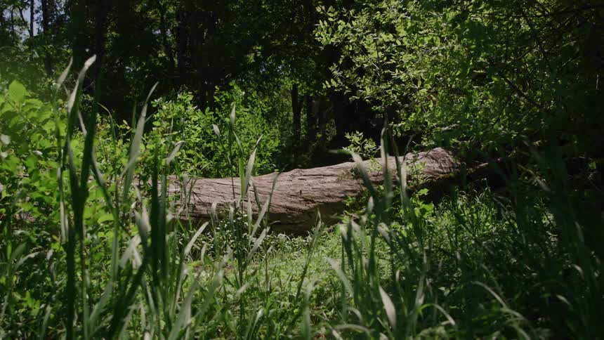 Large log laying in the wilderness surrounded by trees and vegegtation