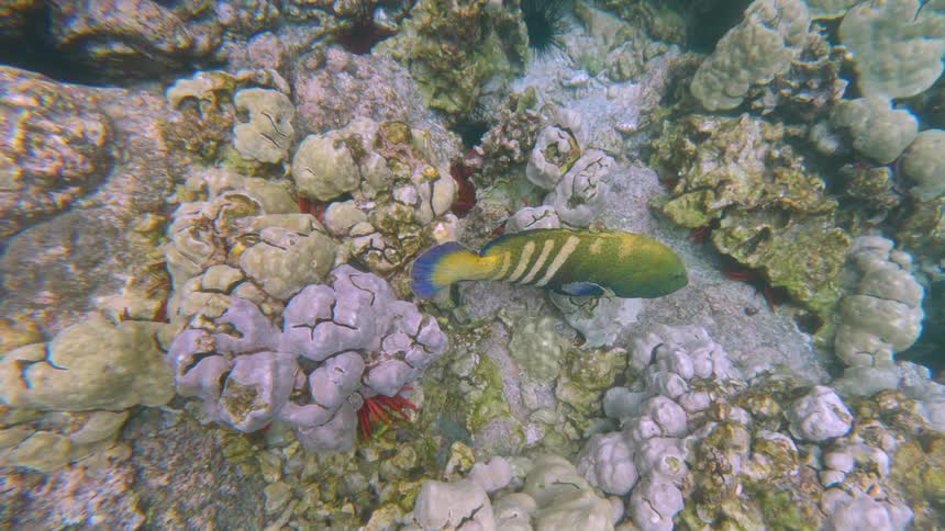 A colorful reef fish with yellow and blue hues glides over pale cracked coral heads in shallow water