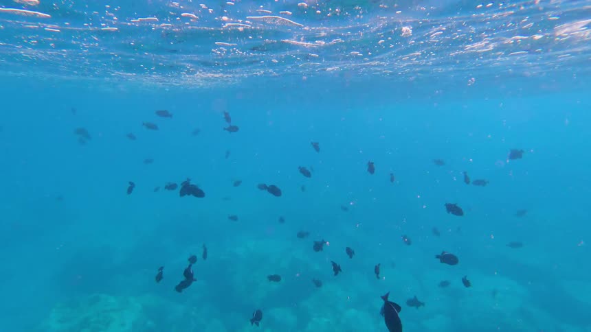 An underwater view shows numerous dark fish swimming toward the bottom of the frame the blue water fills the scene and the bright shimmering surface of the water is visible at the top edge