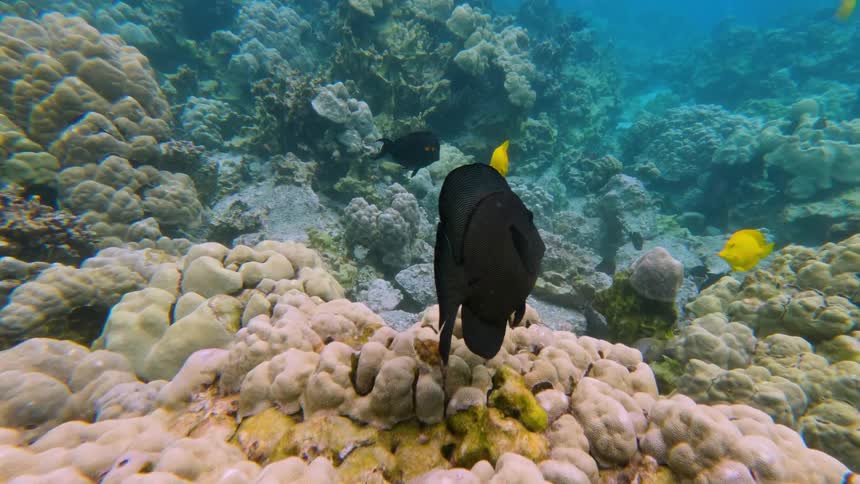 Tropical fish swimming among corals in a colorful underwater reef