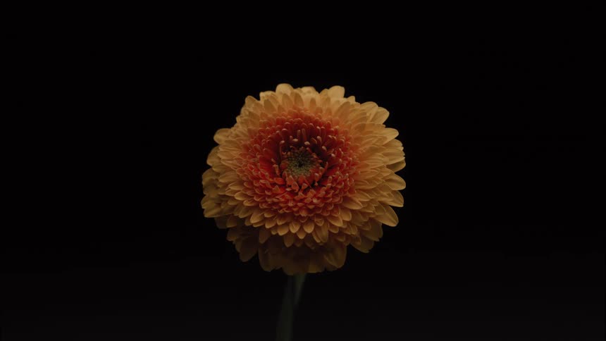 A single flower comes into focus
