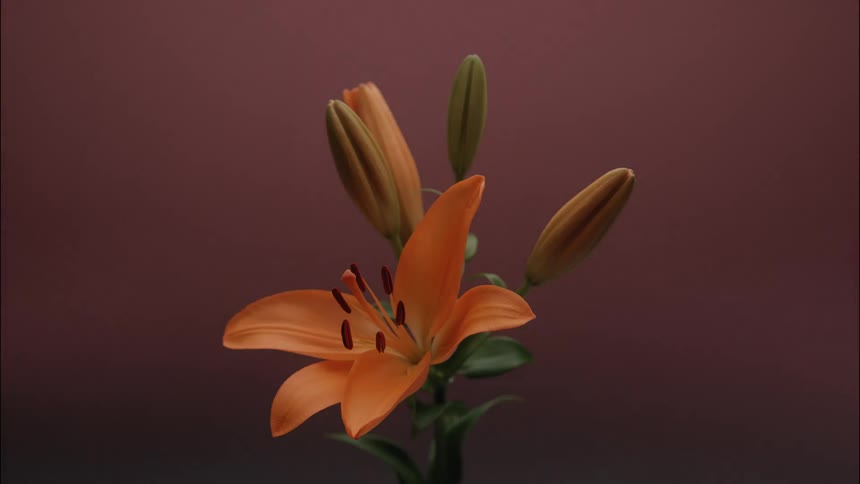 A close view shows a vibrant orange lily fully blooming with several closed buds on the same stem against a smooth background