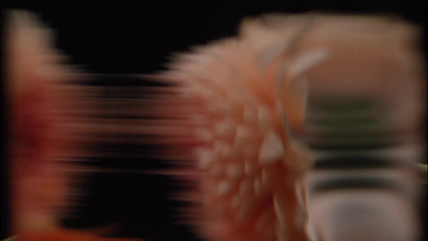 A blurred peachcolored flower streaks horizontally against a dark background