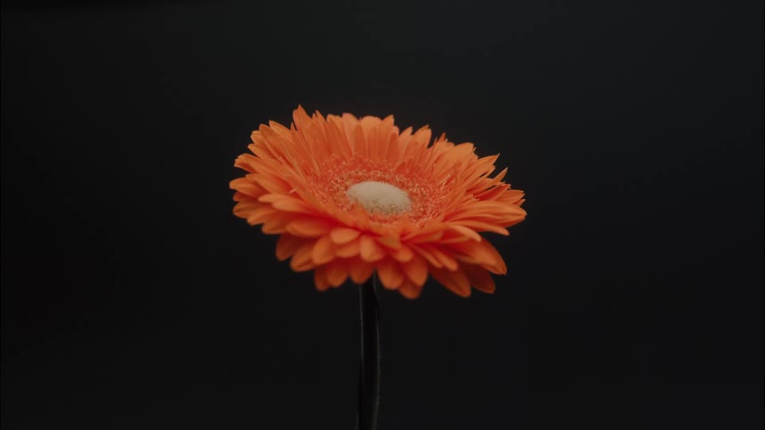 An orange gerbera daisy stands alone against a dark backdrop
