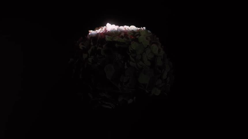 A pale hydrangea bloom glows under a bright spotlight against a black background