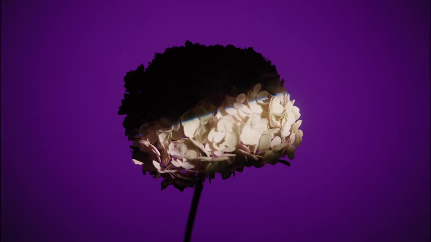 Light passes over a flower