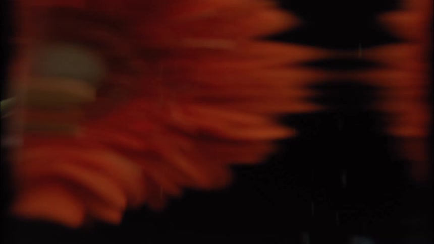 Blurred orange petals in gentle motion under low light