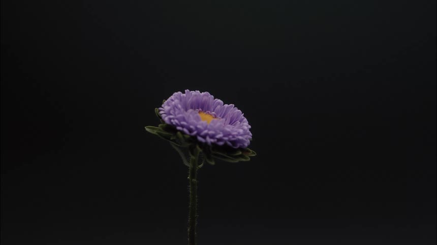 Single purple flower with a yellow center standing out against a black background