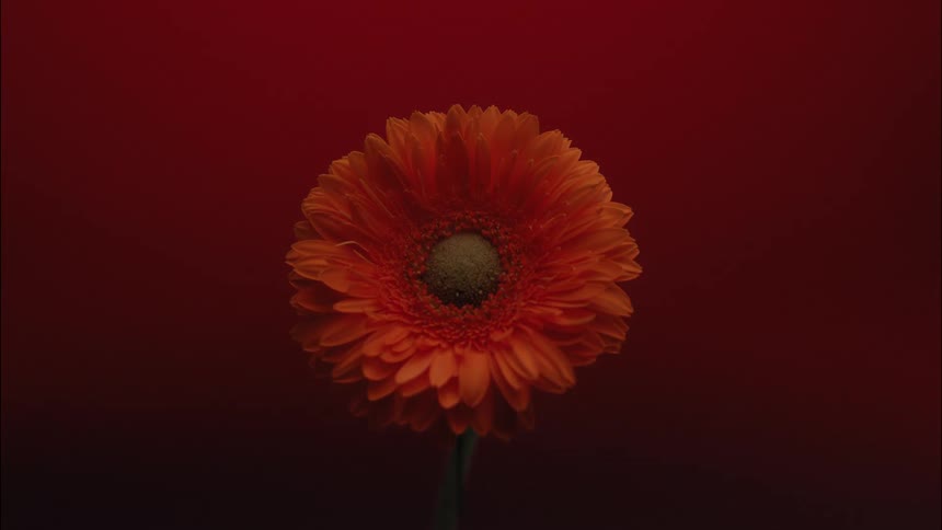 A flower stands in front of a color changing background