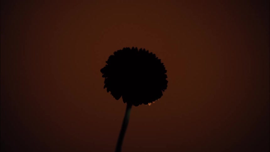 The video is an extreme closeup shot of a flower in silhouette against a dark warm background of orangebrown a subtle reddish glow appears on the edges of the petals and shifts as the camera slightly moves