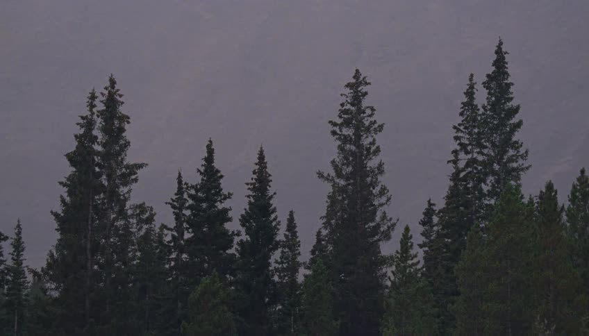 A dense forest of dark evergreen trees stands silhouetted against a misty sky