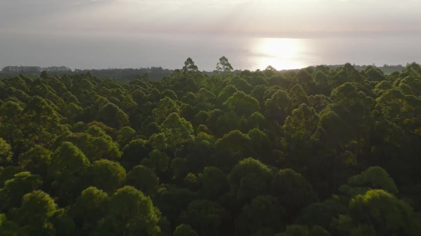 Aerial view of dense forest with the sun reflecting on the sea in the background