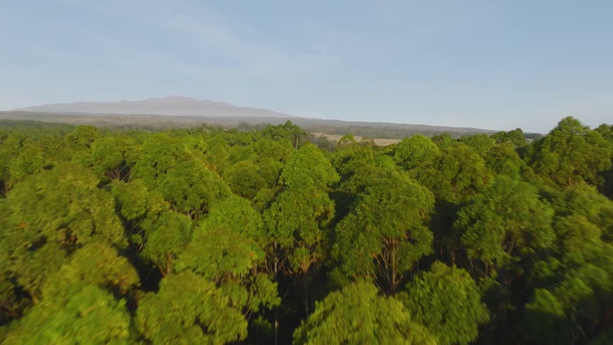 Flying over a forest