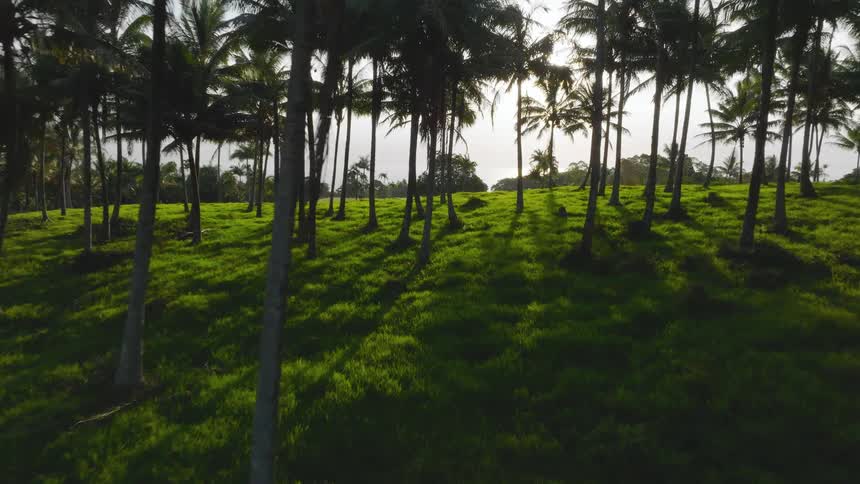 Tall palm trees casting long shadows across grass at dusk