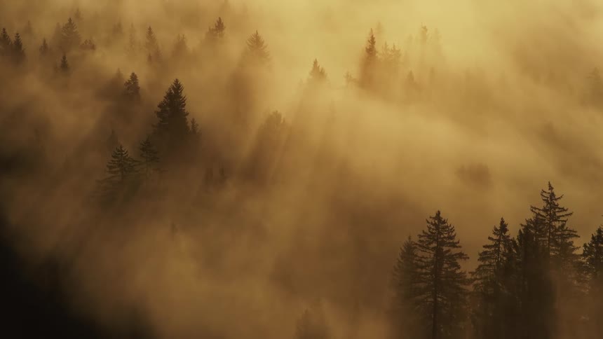 A dramatic aerial view shows dark green coniferous treetops rising through thick golden yellow fog with strong crepuscular rays of morning sunlight streaming down through the mist