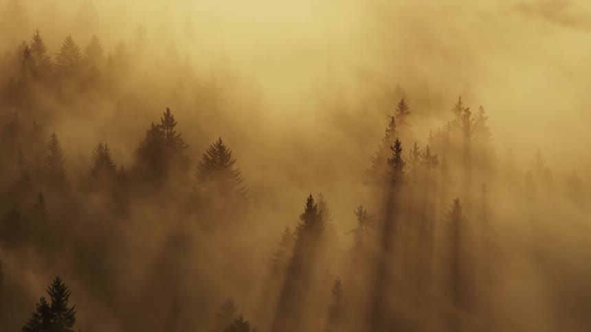 Dense forest filled with fir trees engulfed in thick fog