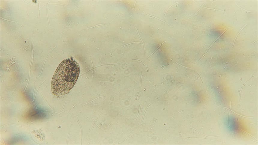 A single organism